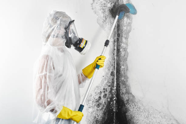 Best Forensic Mold Investigation  in Belle Plaine, IA