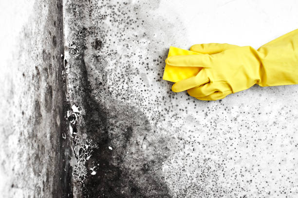 Best Asbestos and Lead Testing During Mold Inspection  in Belle Plaine, IA